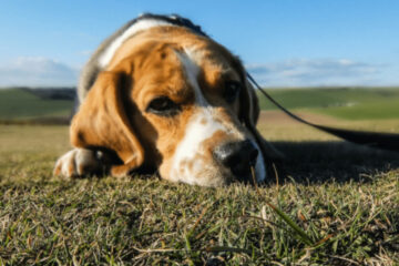Depression in Dogs Signs 51