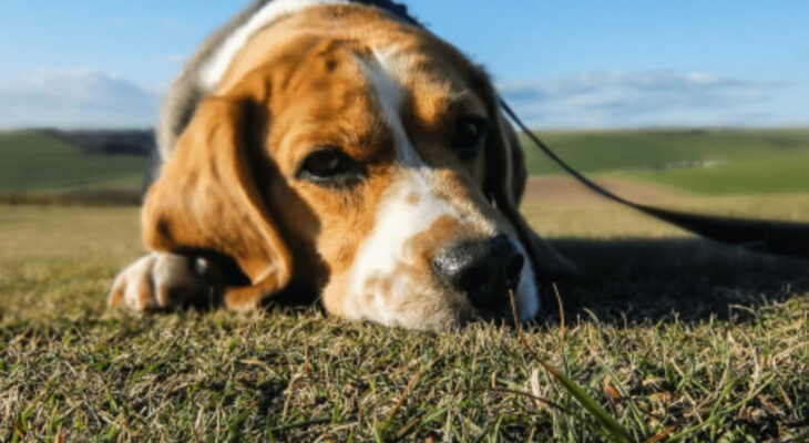 Depression in Dogs Signs 60